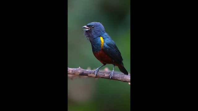 Chestnut-bellied Euphonia - ML642478599