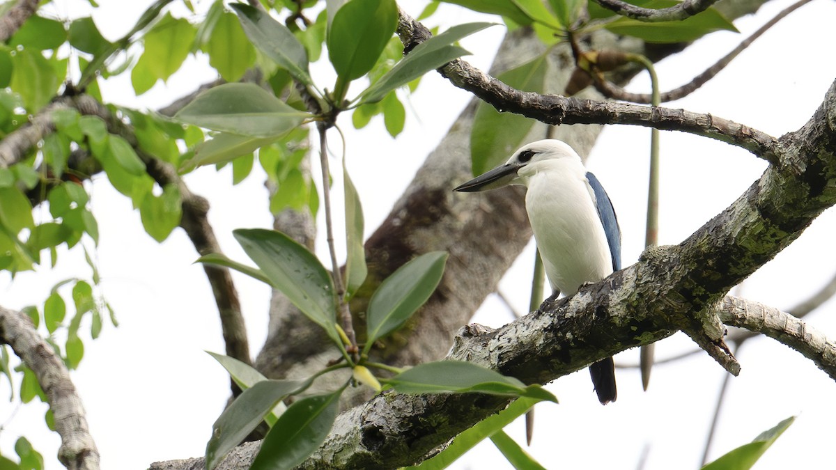 Beach Kingfisher - ML642478603