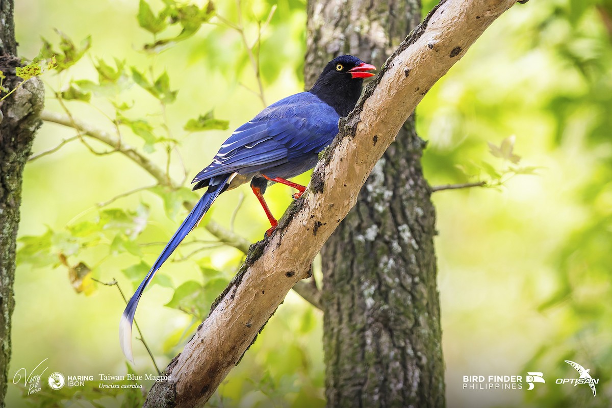 Taiwan Blue-Magpie - ML642478615