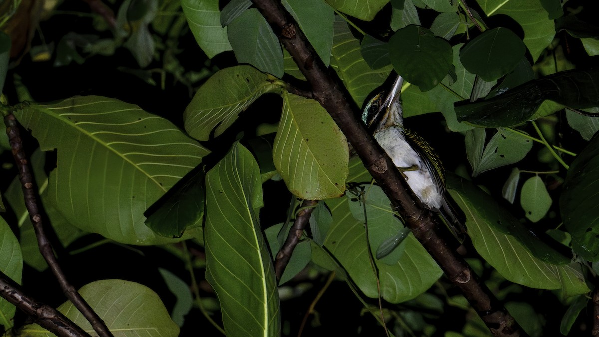 Hook-billed Kingfisher - ML642478623