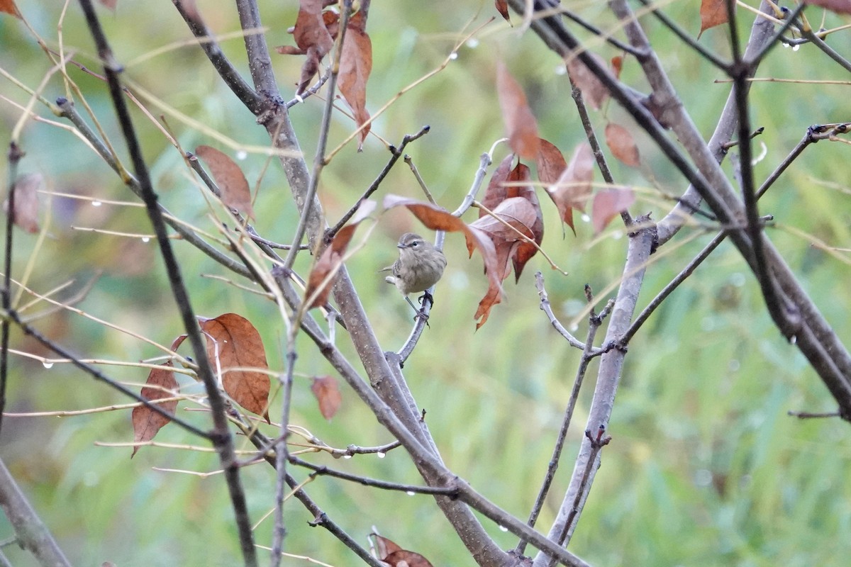 Palm Warbler - ML642478631