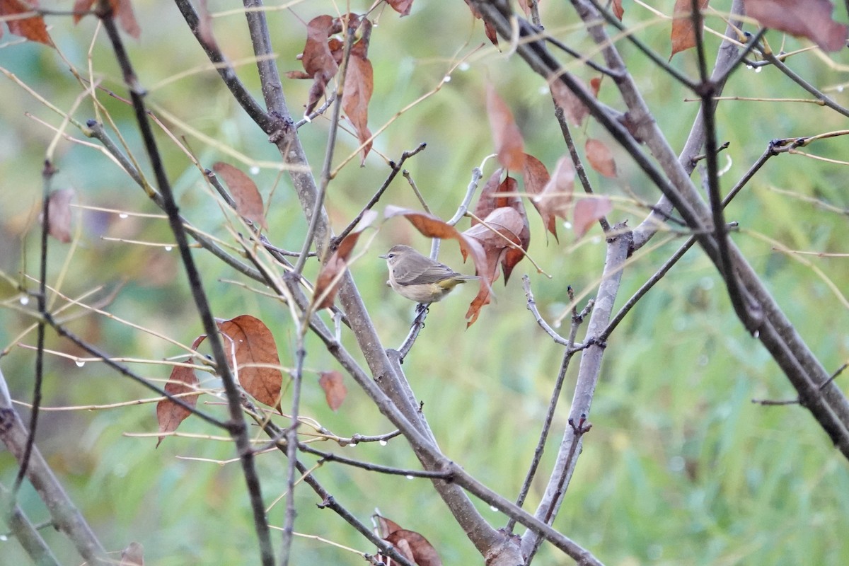 Palm Warbler - ML642478632