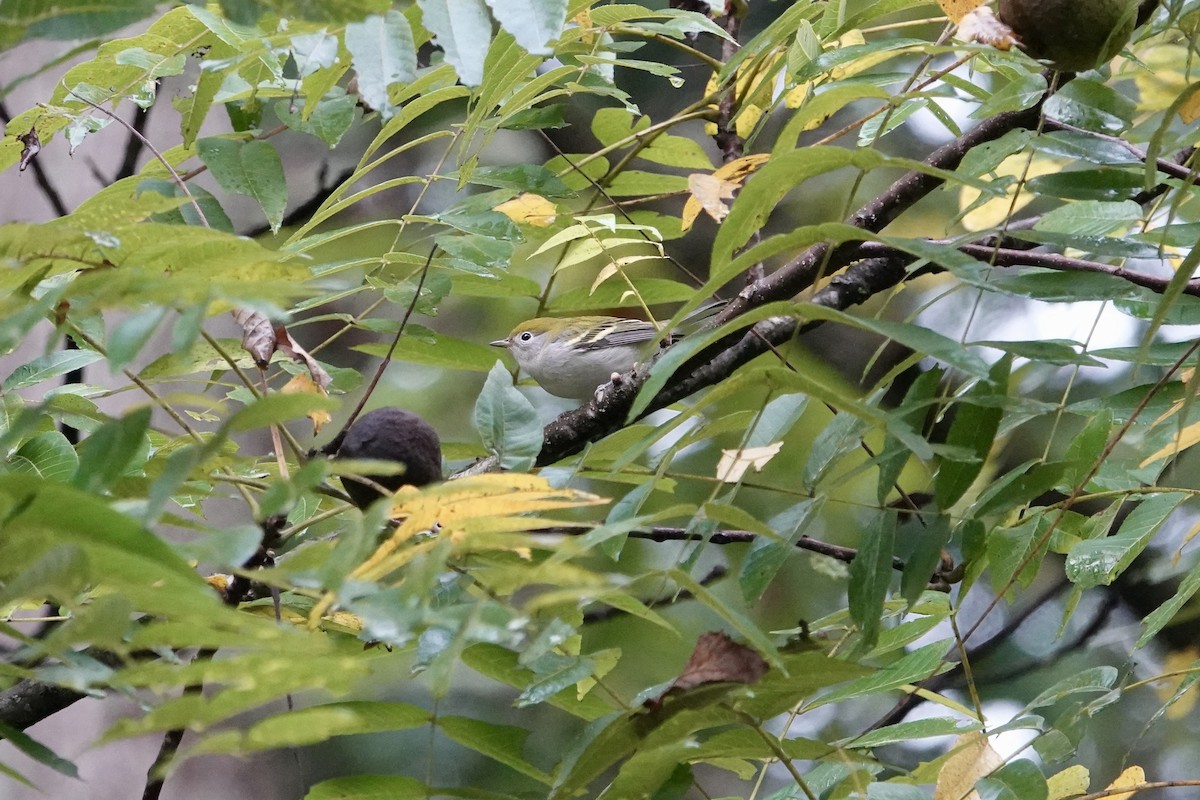 Chestnut-sided Warbler - ML642478639