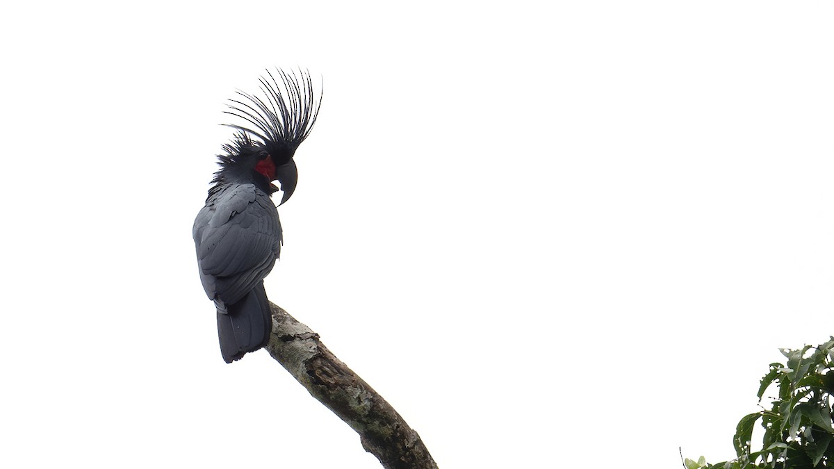 Cacatoès noir - ML642478647