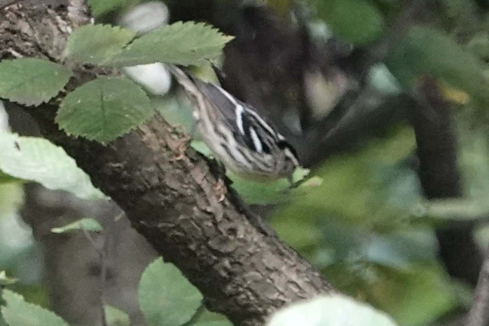 Black-and-white Warbler - ML642478654
