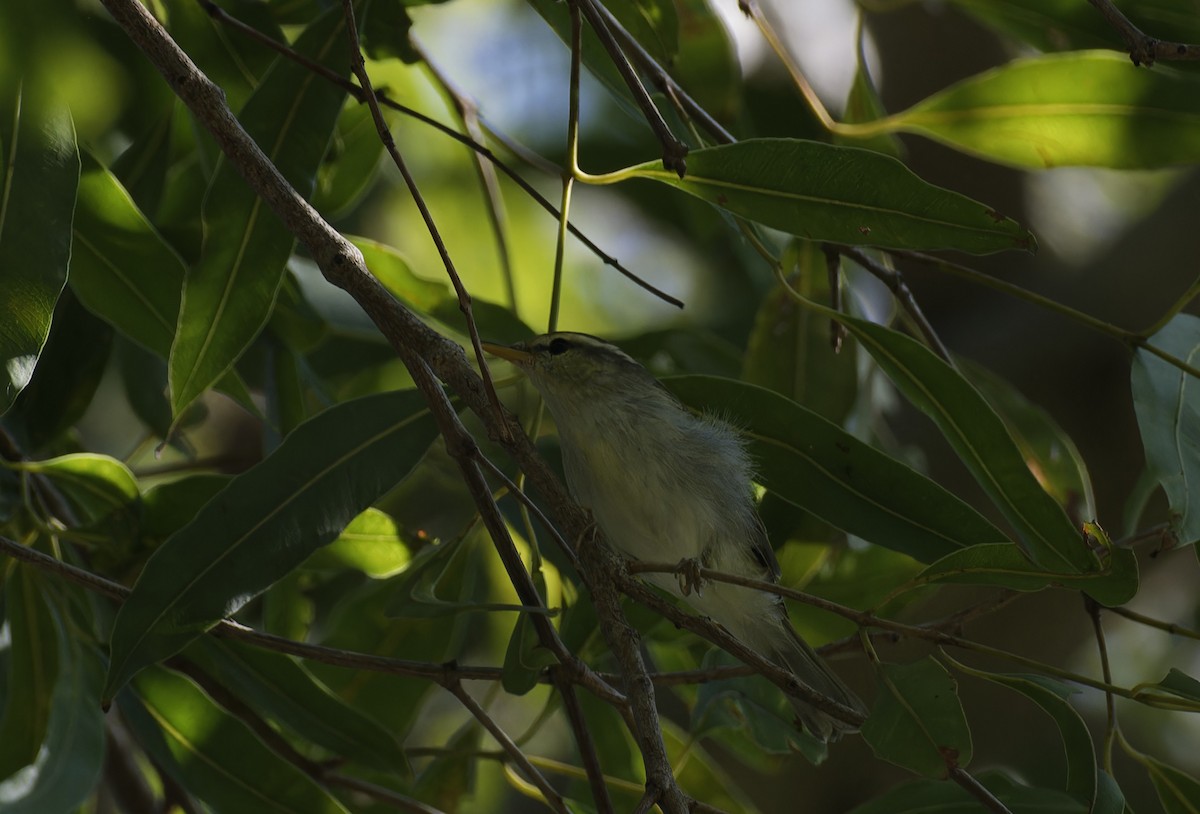 Western Crowned Warbler - ML642478658