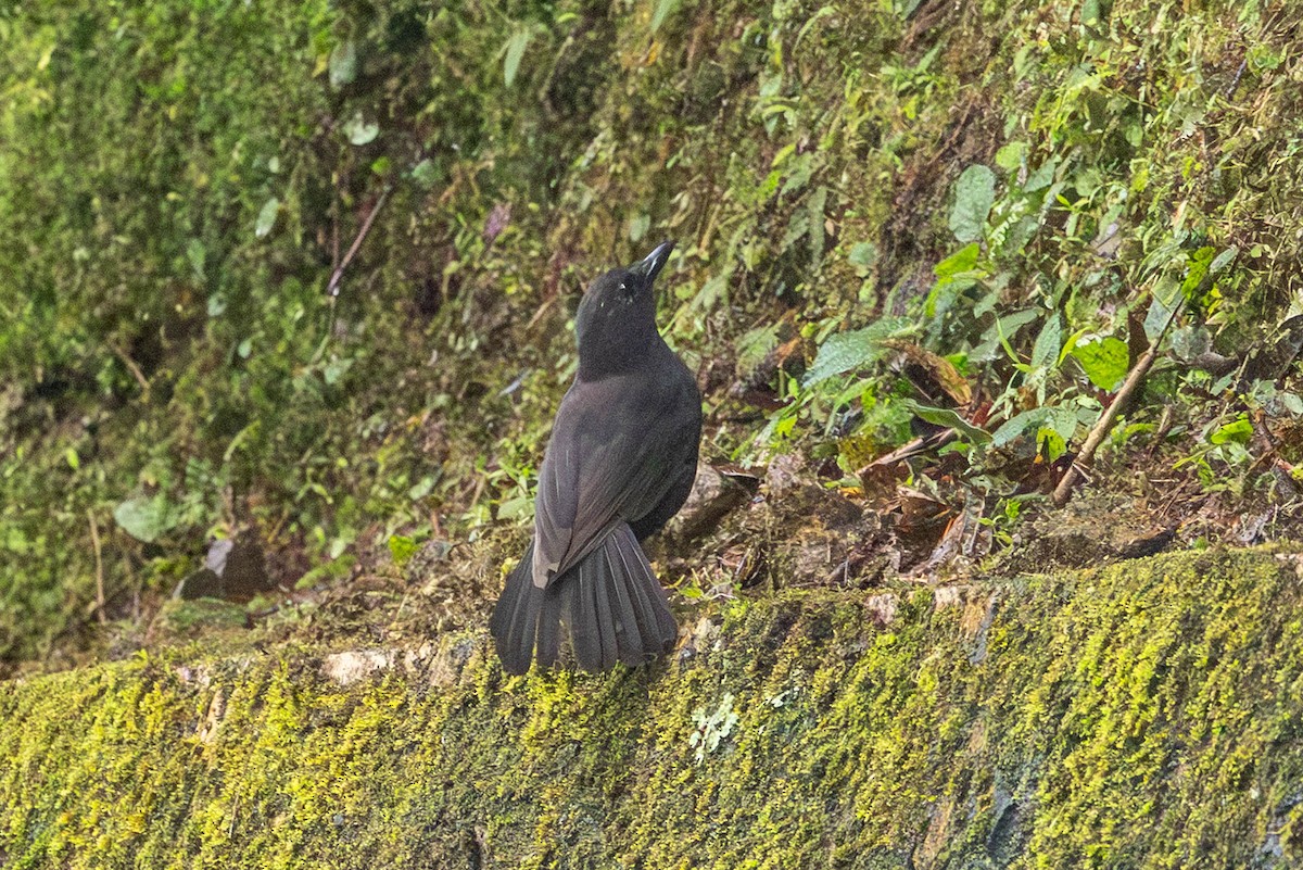 Bornean Whistling-Thrush - ML642478670