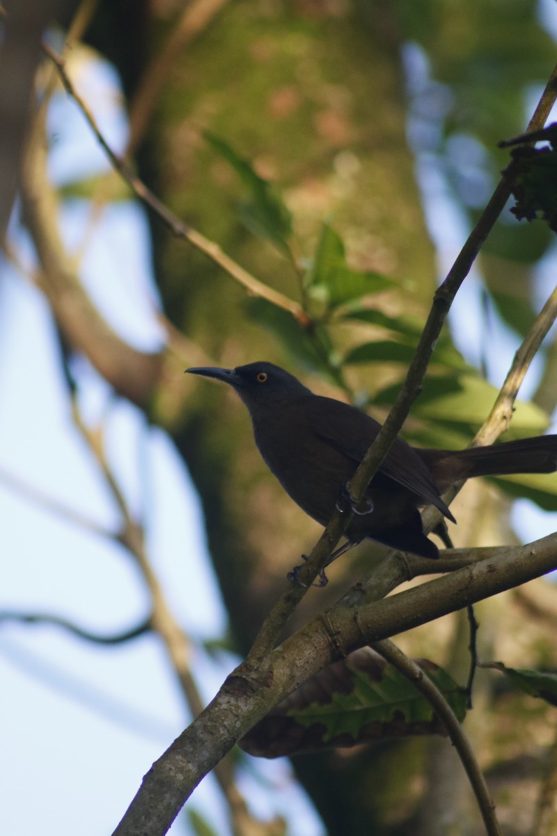 Brown Trembler - ML642478677