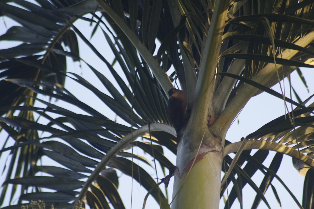 Brown Trembler - ML642478679