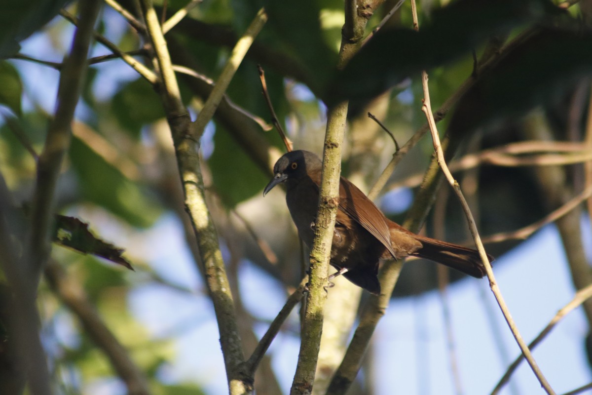 Brown Trembler - ML642478680