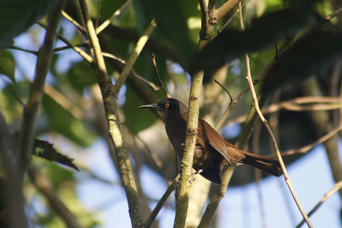 Brown Trembler - ML642478681