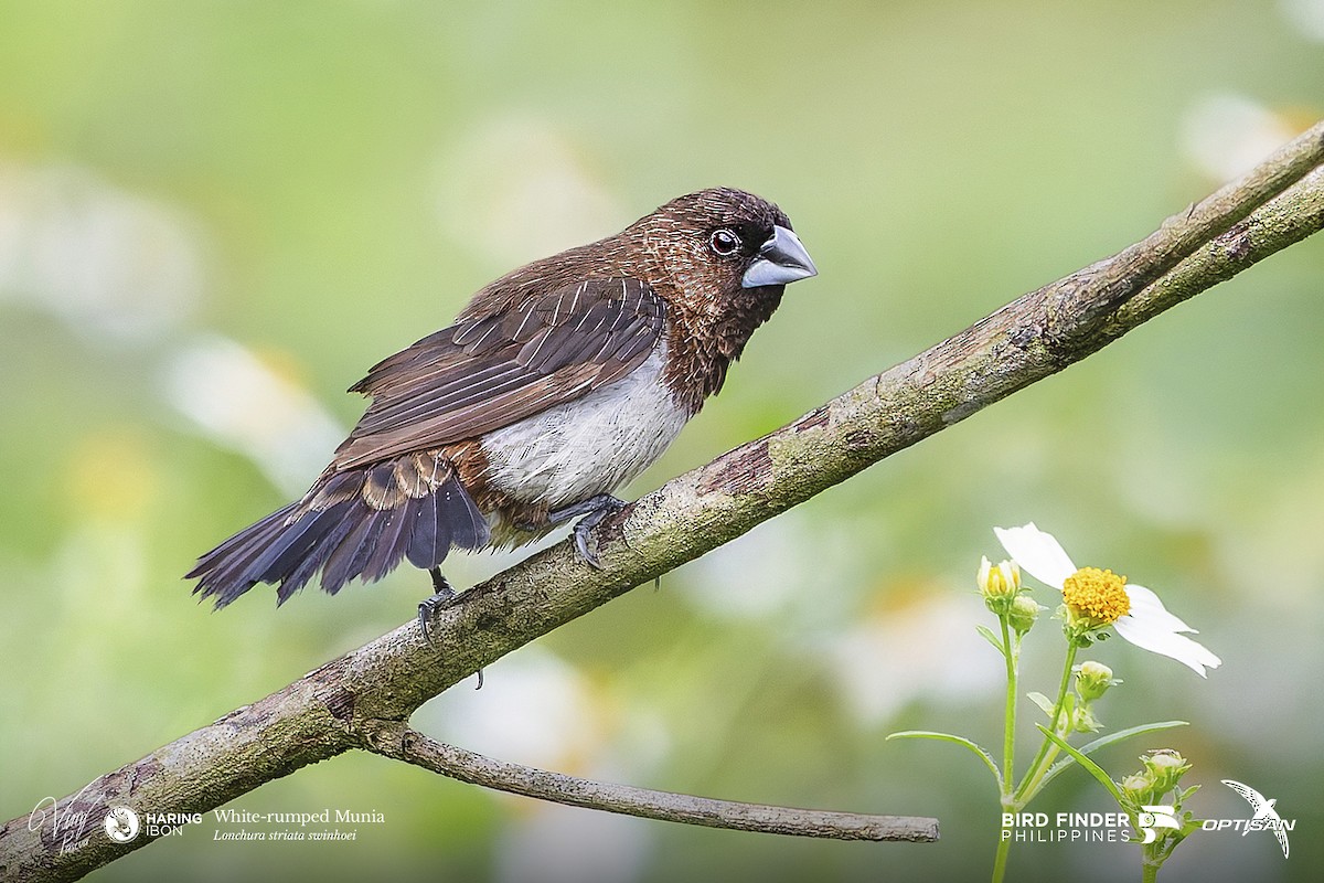 White-rumped Munia - ML642478685
