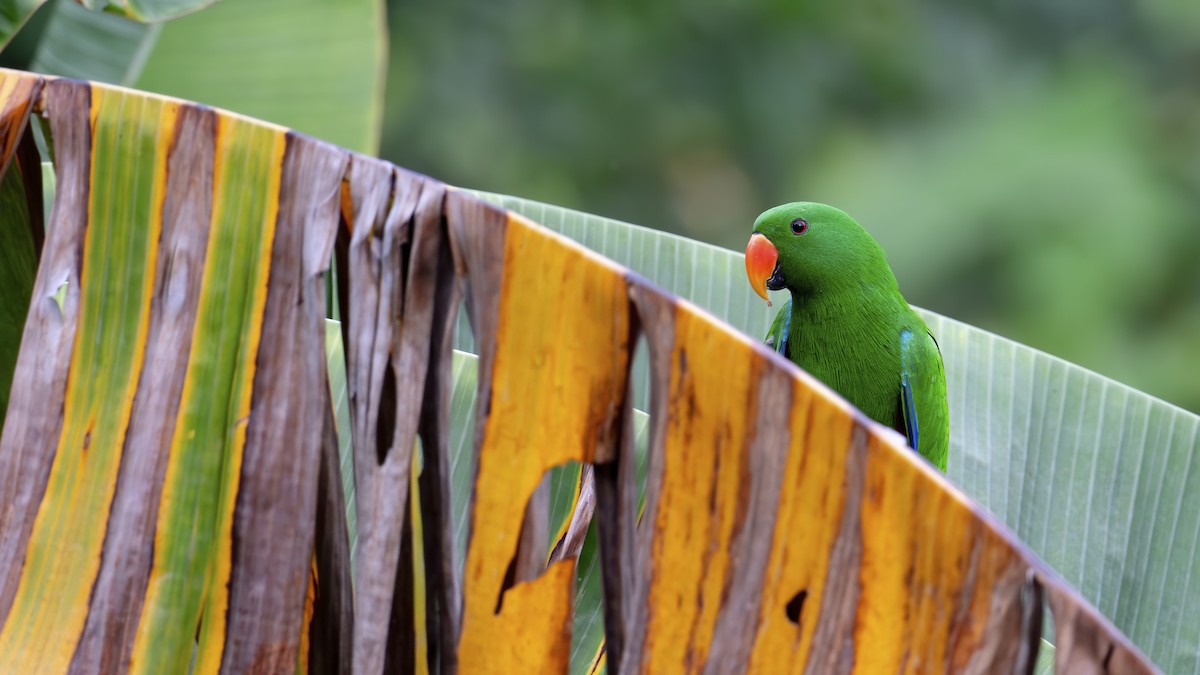 Papuan Eclectus - ML642478687