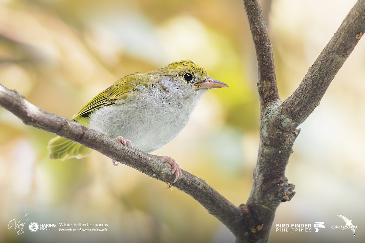 White-bellied Erpornis - ML642478702