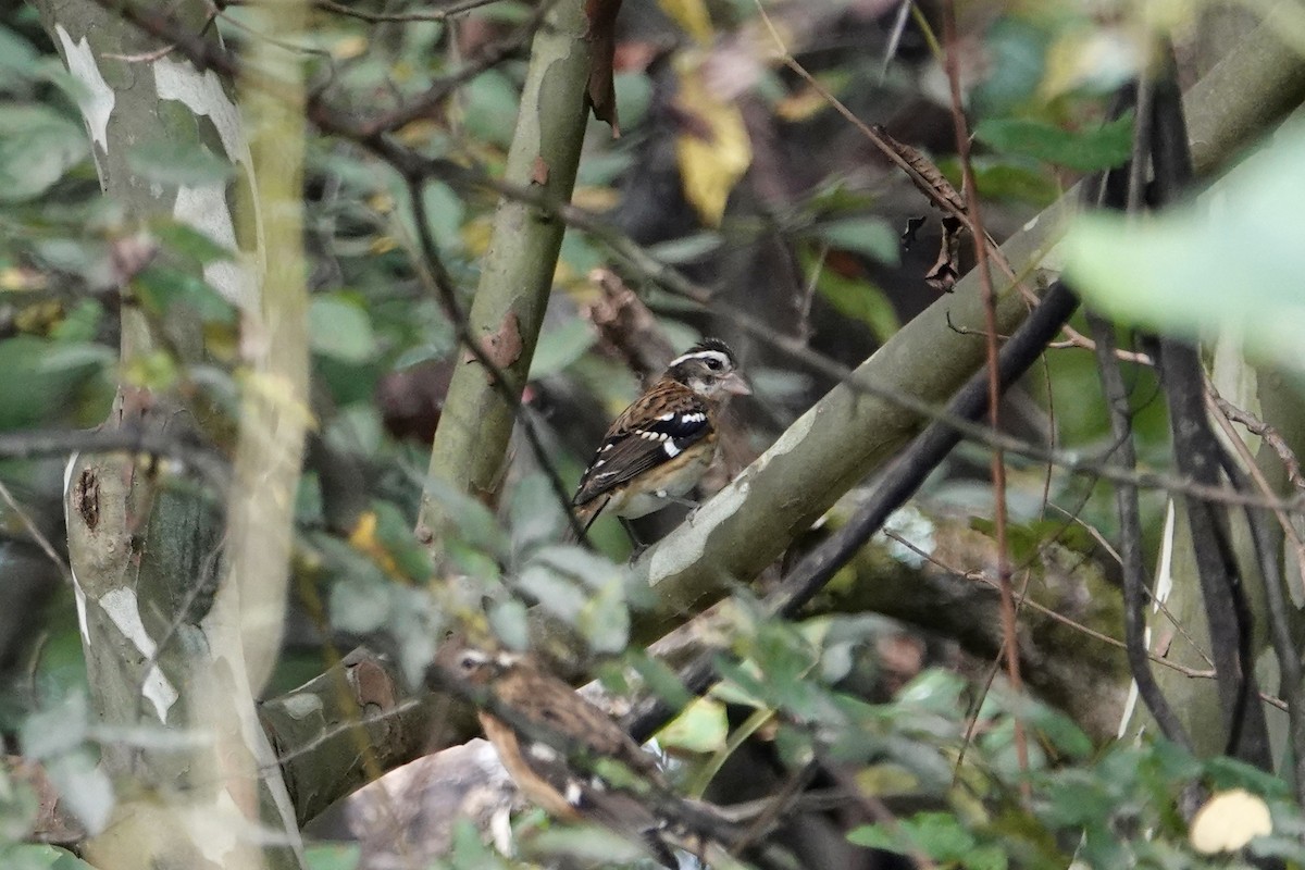Rose-breasted Grosbeak - ML642478703