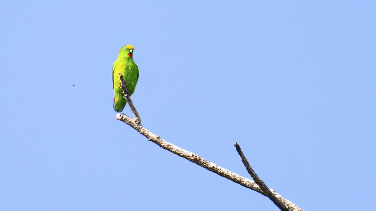 Papuan Hanging-Parrot - ML642478715