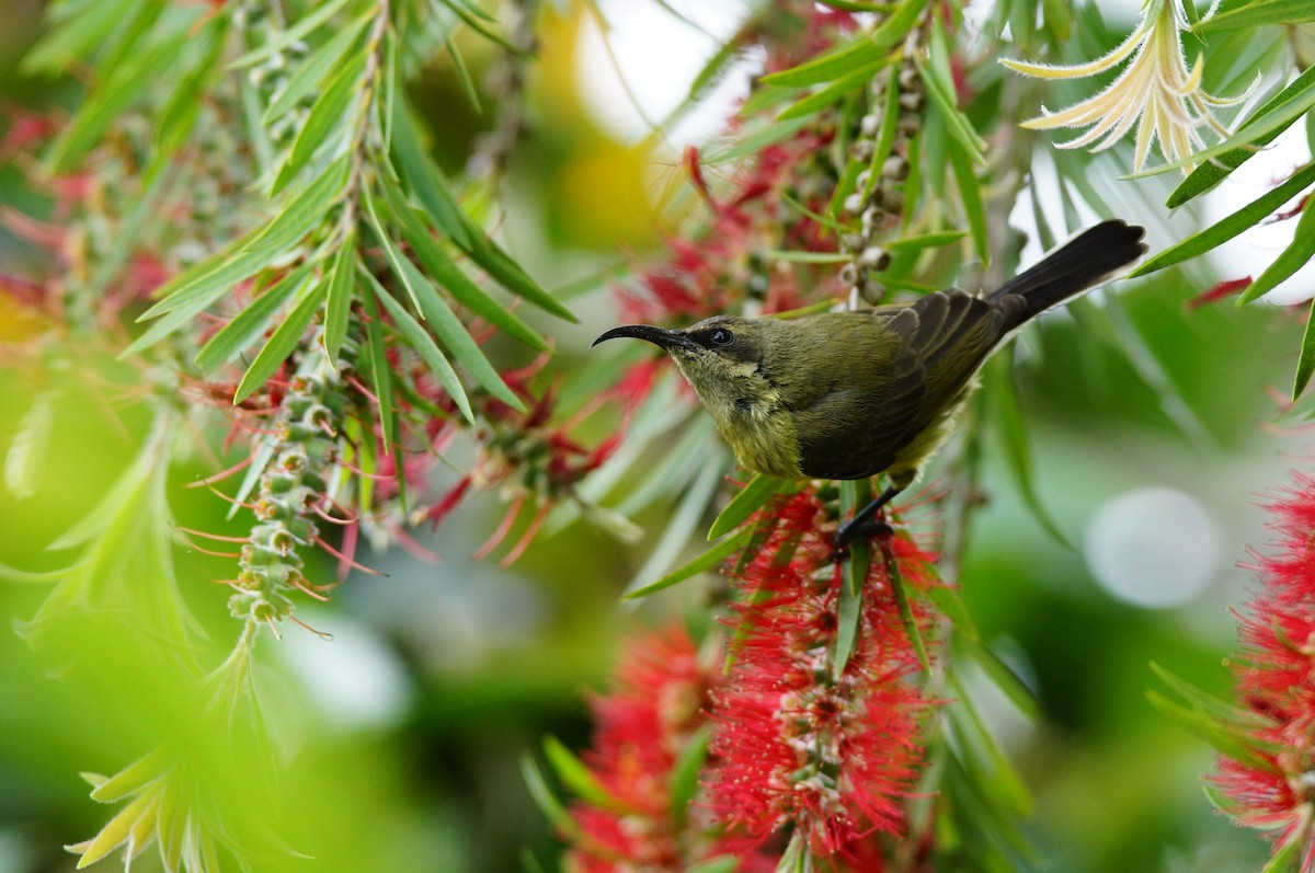 Bronze Sunbird - ML642478722