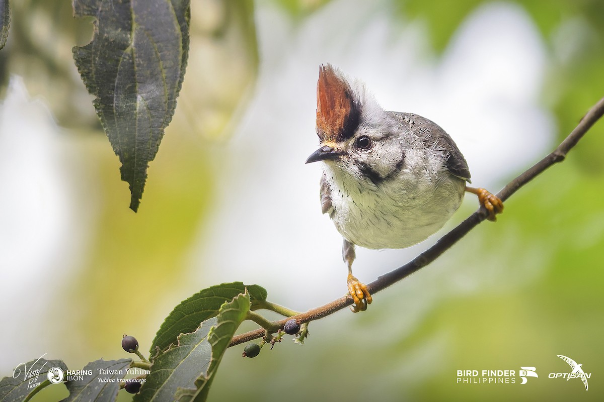 Taiwan Yuhina - ML642478742