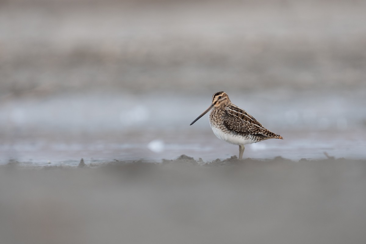Common Snipe - ML642478744