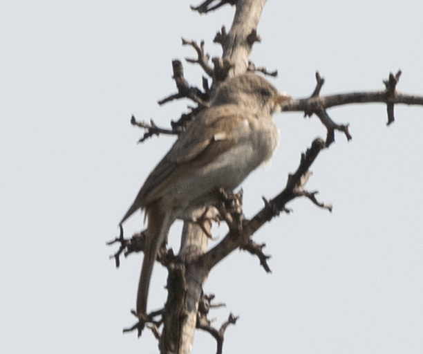 Swahili Sparrow - ML642478746