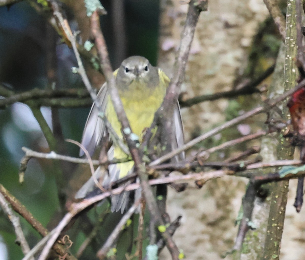 Orange-crowned Warbler - ML642478757