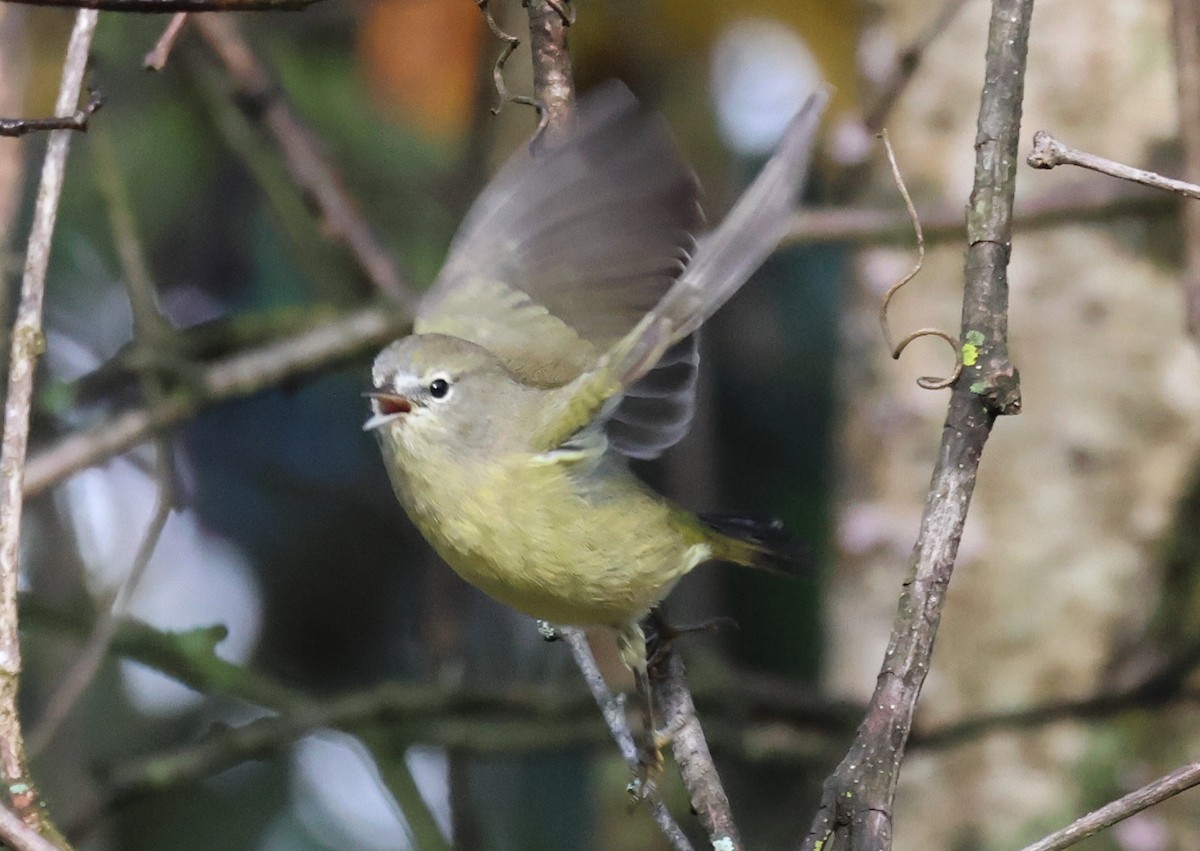 Orange-crowned Warbler - ML642478758