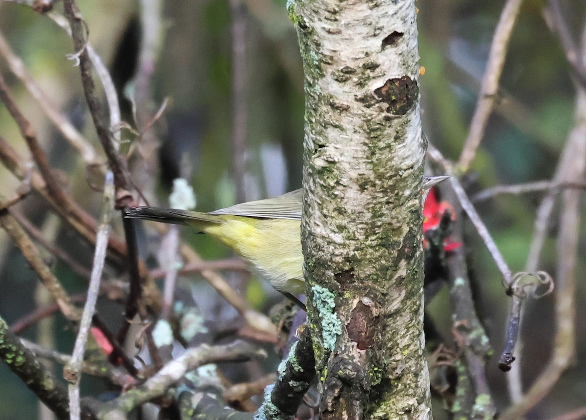 Orange-crowned Warbler - ML642478759