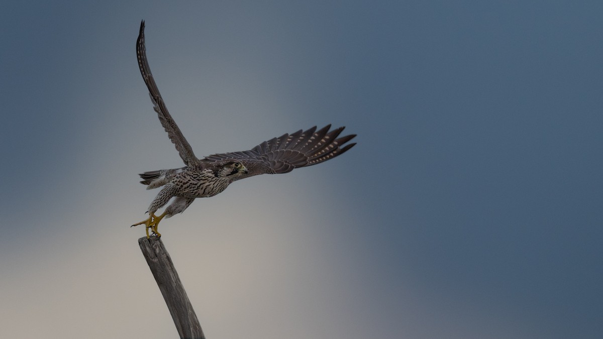 Peregrine Falcon - ML642478761