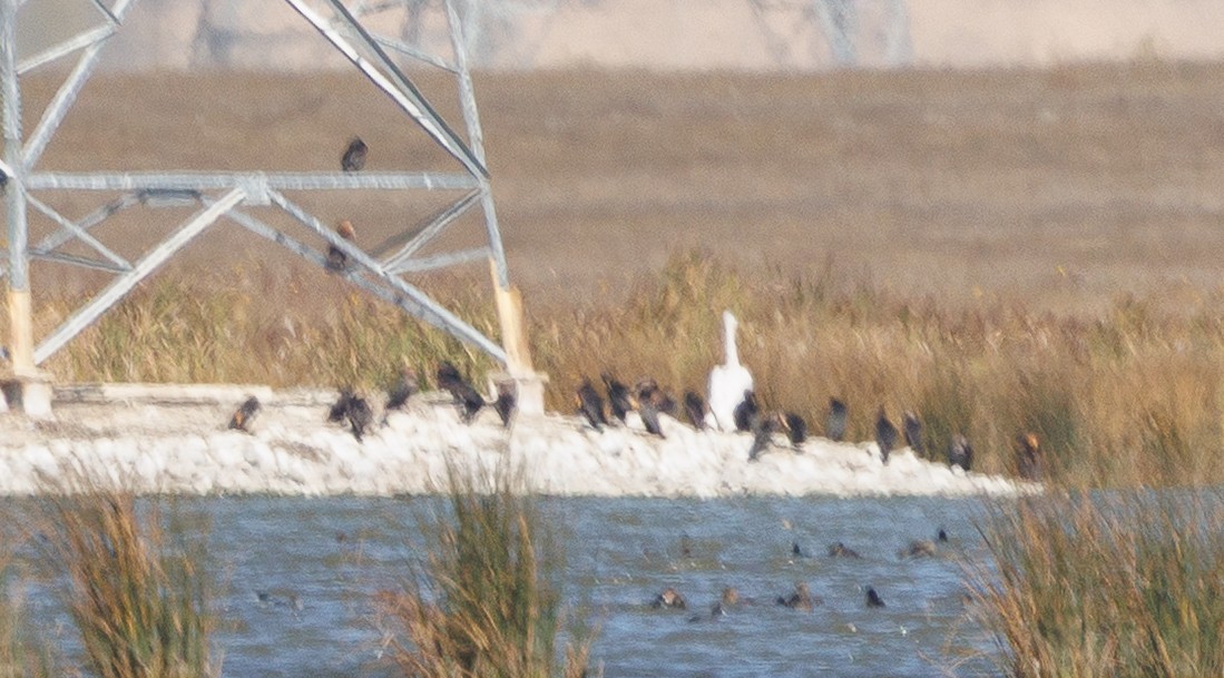 American White Pelican - ML642478794