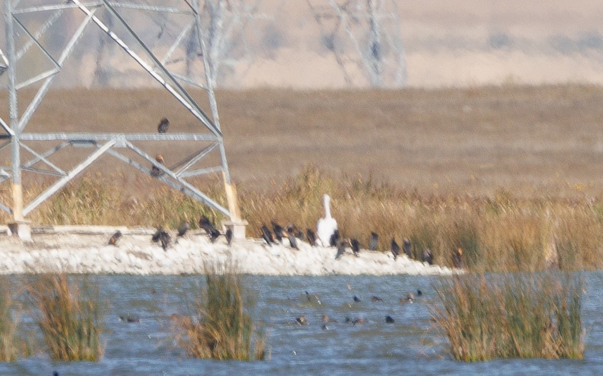 American White Pelican - ML642478795
