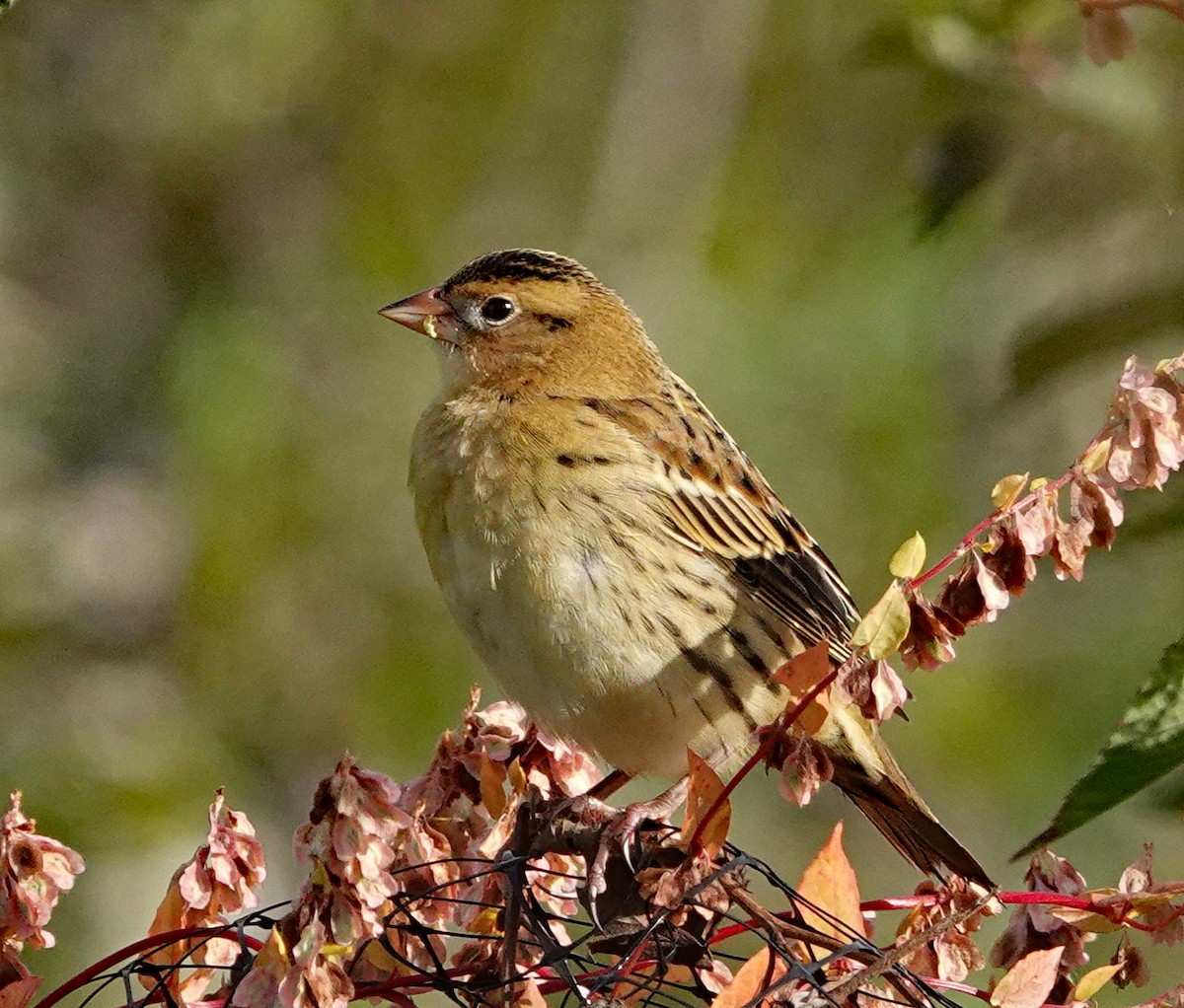 Bobolink - ML642478807