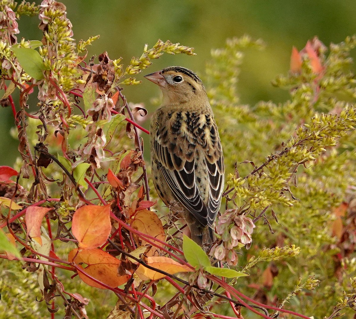 Bobolink - ML642478808