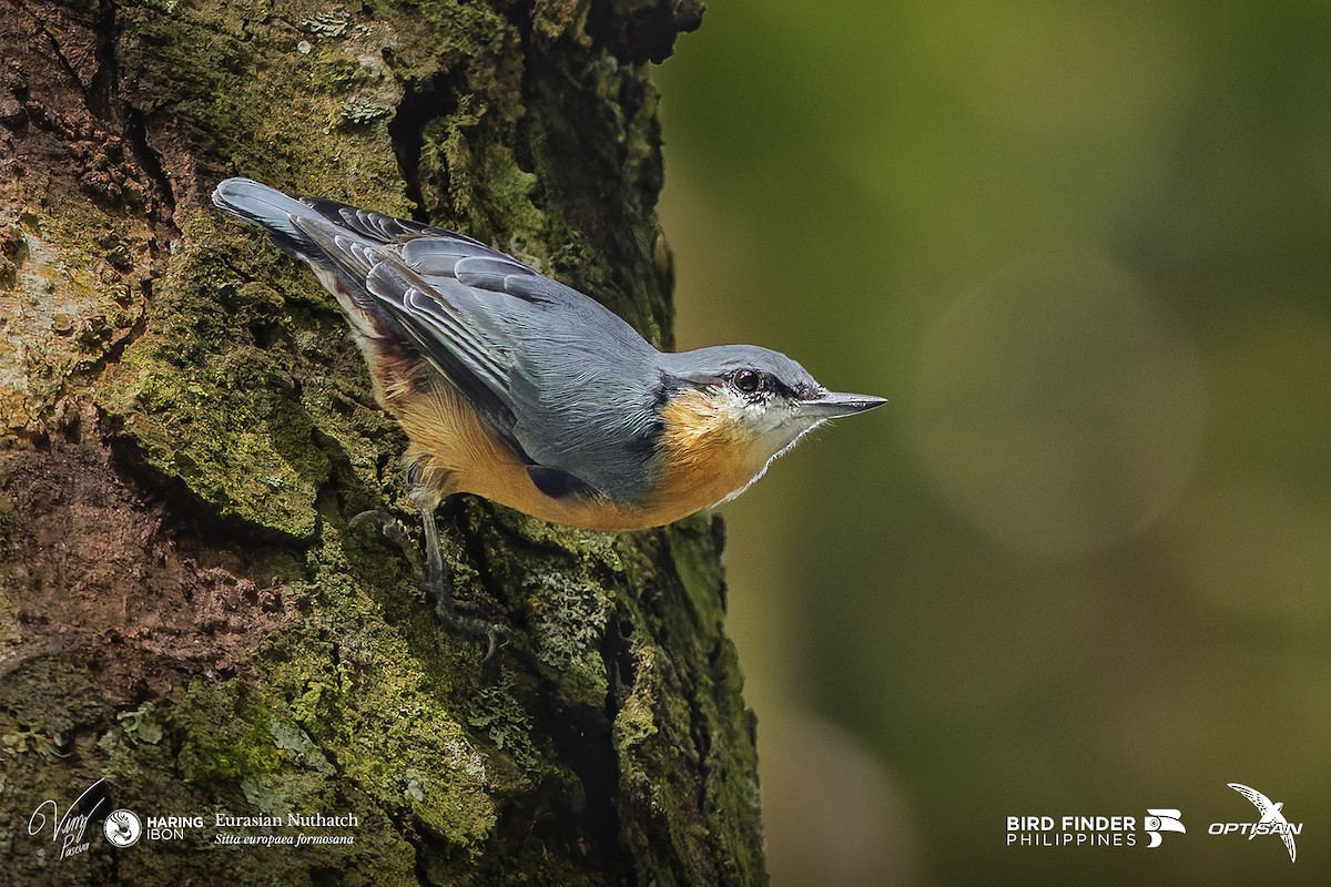 Eurasian Nuthatch (Chinese) - ML642478820