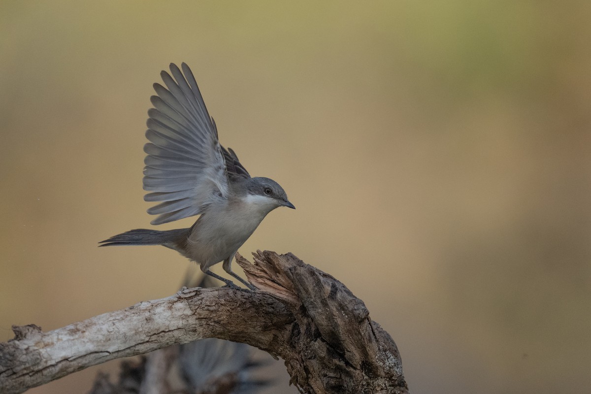 Lesser Whitethroat - ML642478835