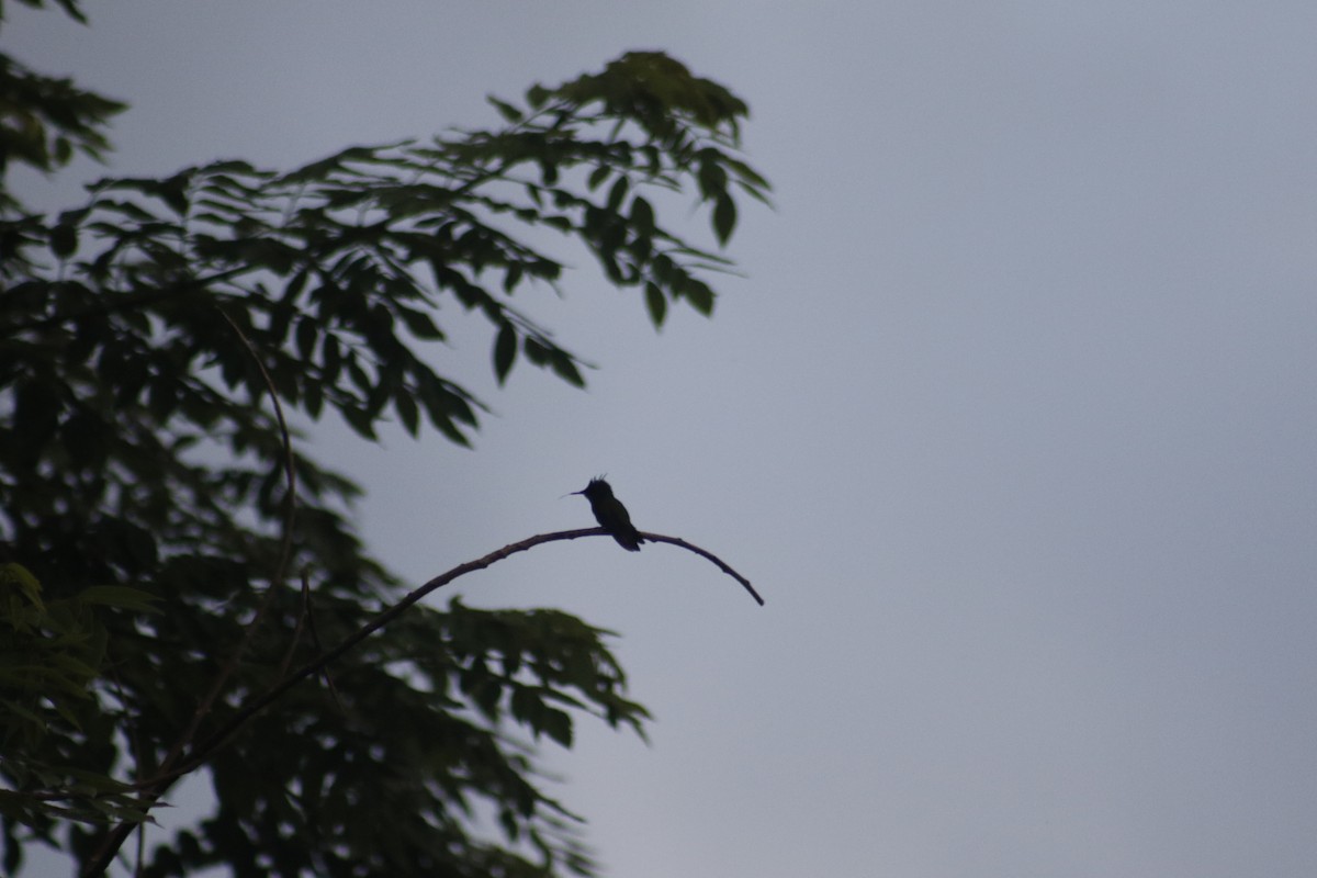 Antillean Crested Hummingbird - ML642478839