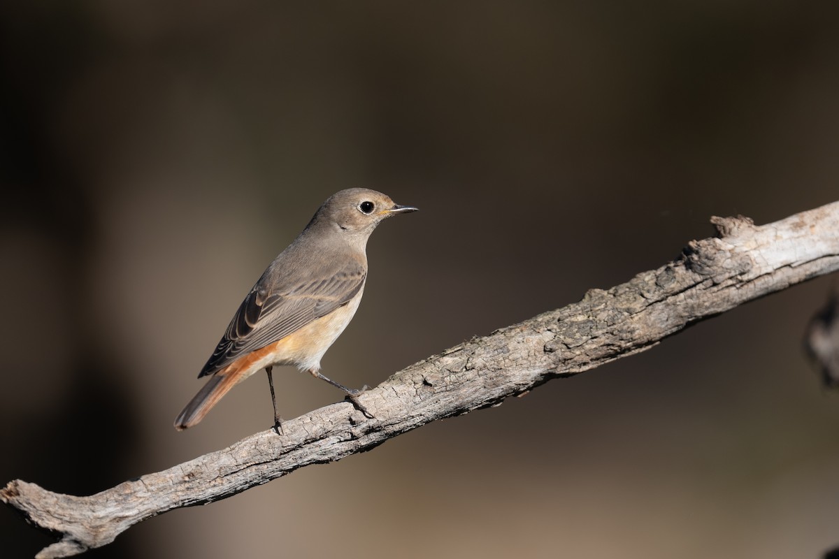 Common Redstart - ML642478845