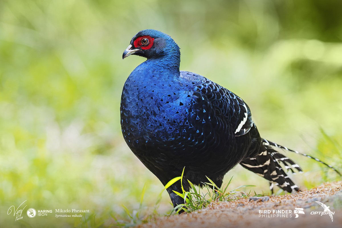 Mikado Pheasant - ML642478853