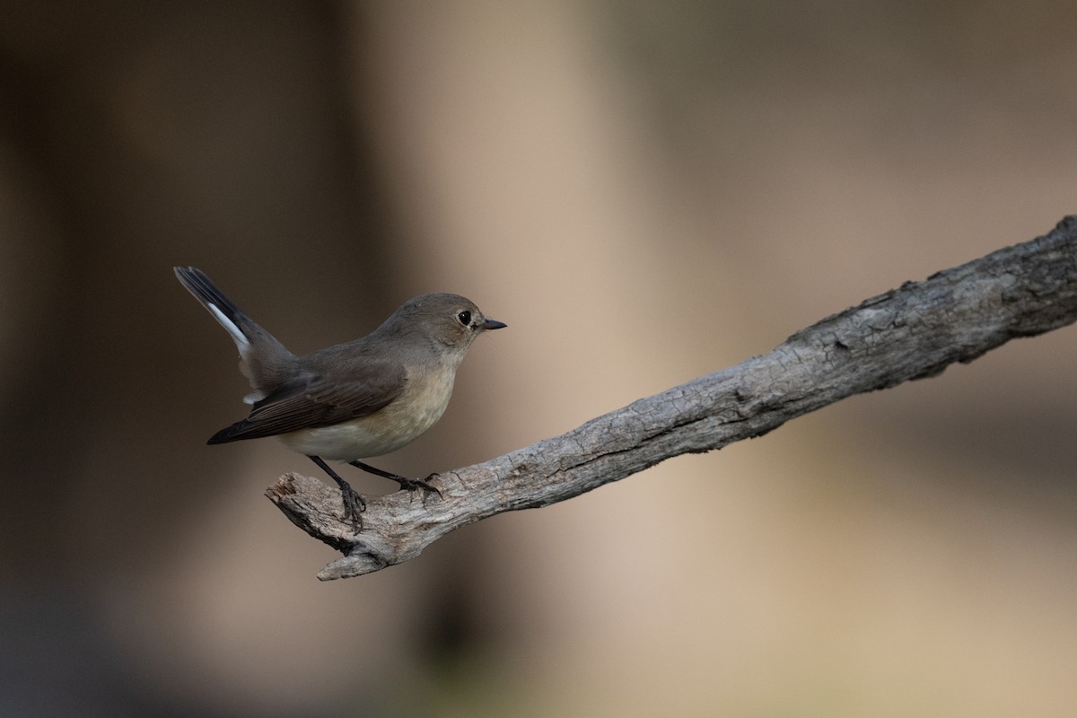 Red-breasted Flycatcher - ML642478868