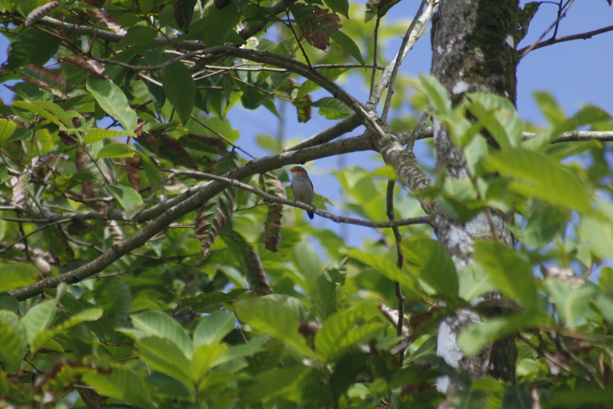 Orange-cheeked Waxbill - ML642478870
