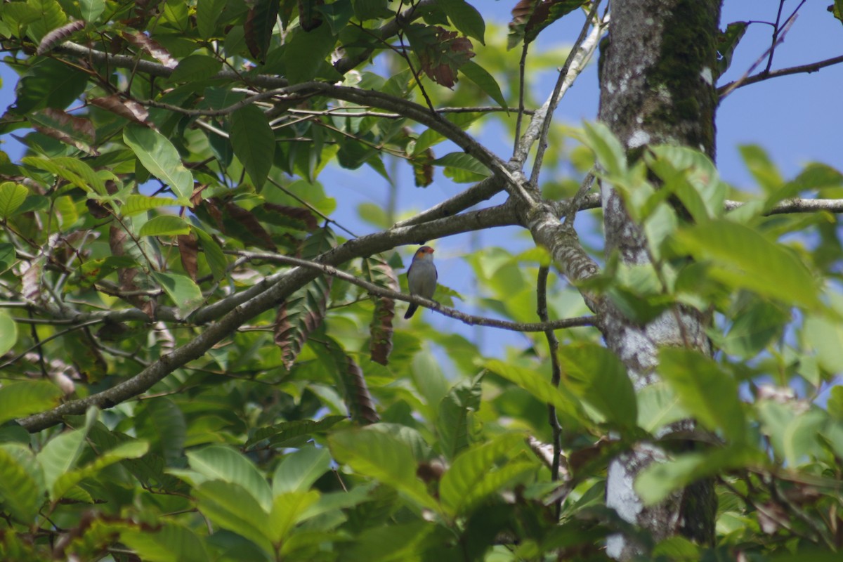 Orange-cheeked Waxbill - ML642478871