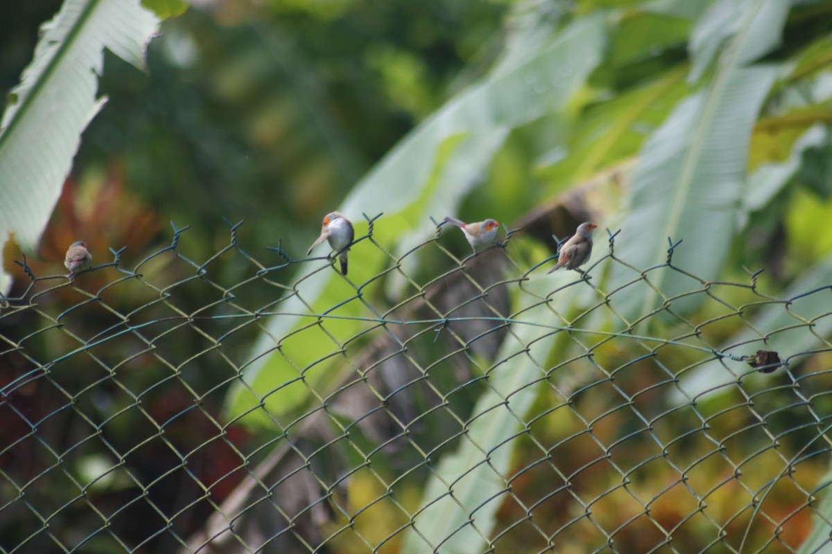 Orange-cheeked Waxbill - ML642478872