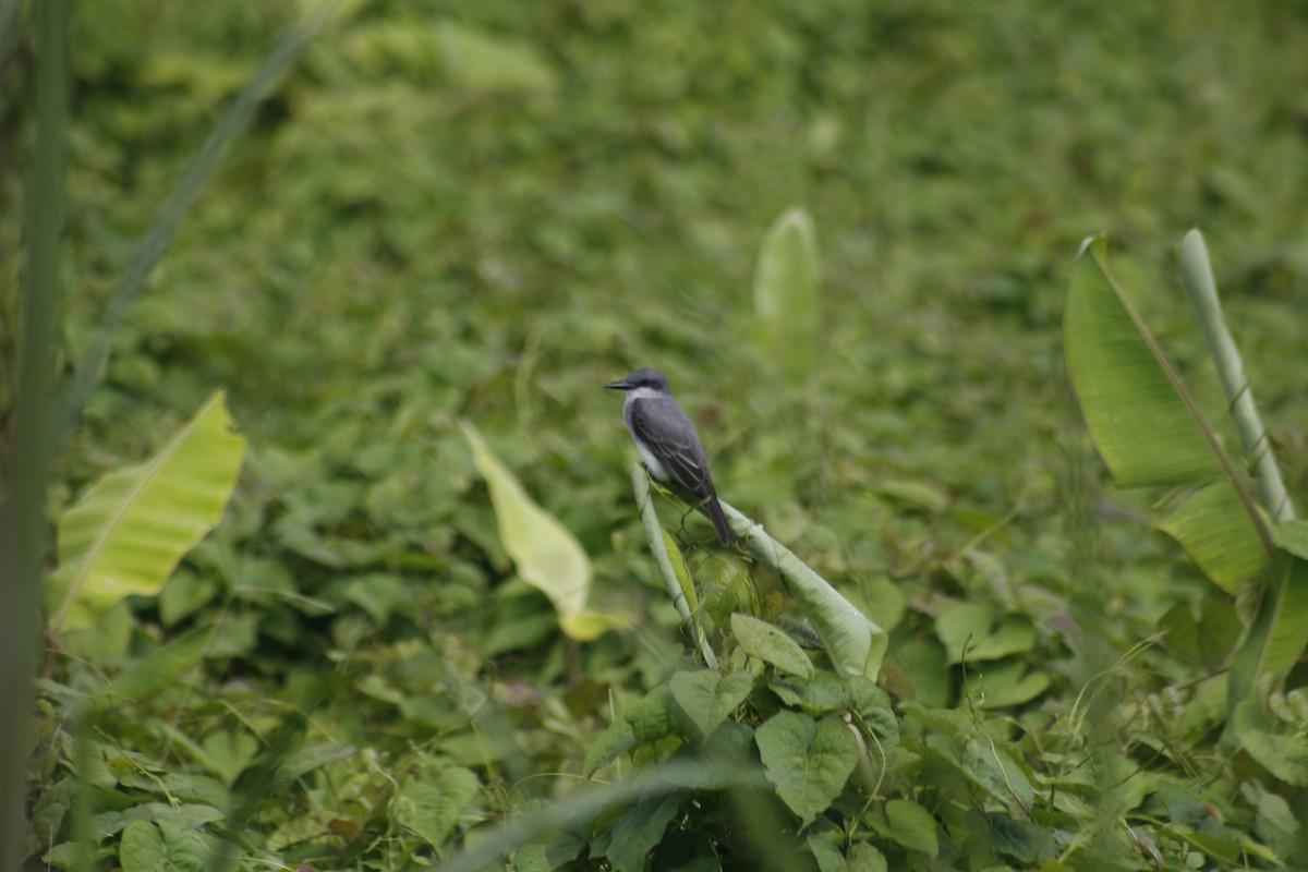Gray Kingbird - ML642478889