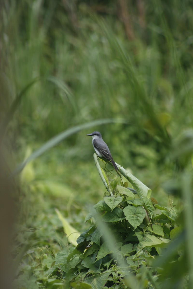 Gray Kingbird - ML642478890