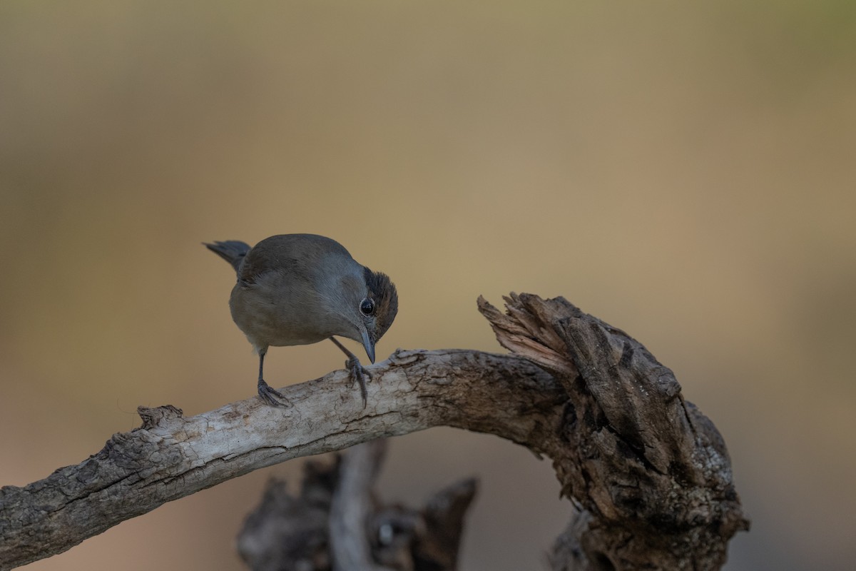 Eurasian Blackcap - ML642478898