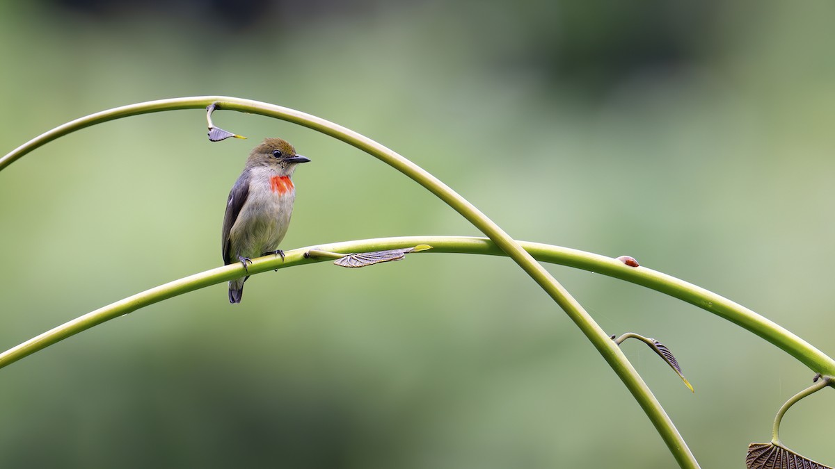 Olive-crowned Flowerpecker - ML642478908