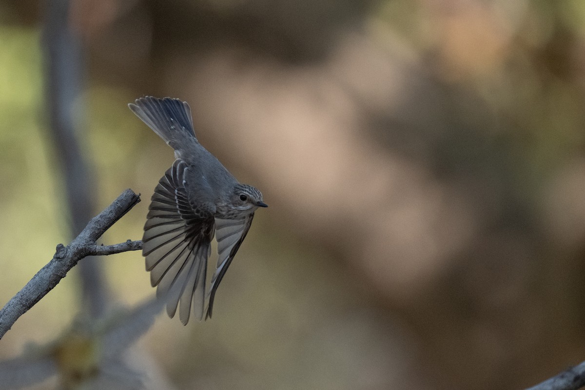 Spotted Flycatcher - ML642478909