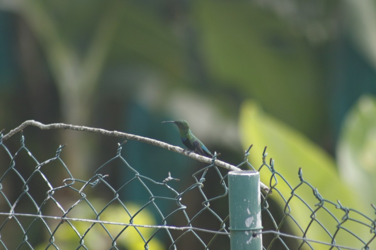 Green-throated Carib - ML642478918