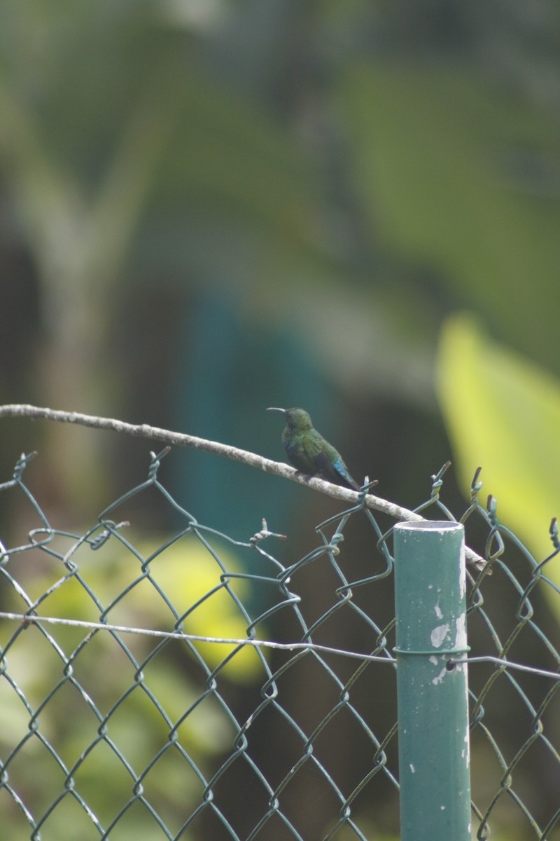 Green-throated Carib - ML642478919