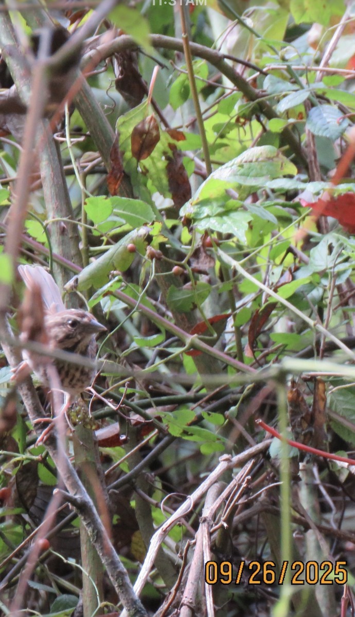 Song Sparrow - ML642478935