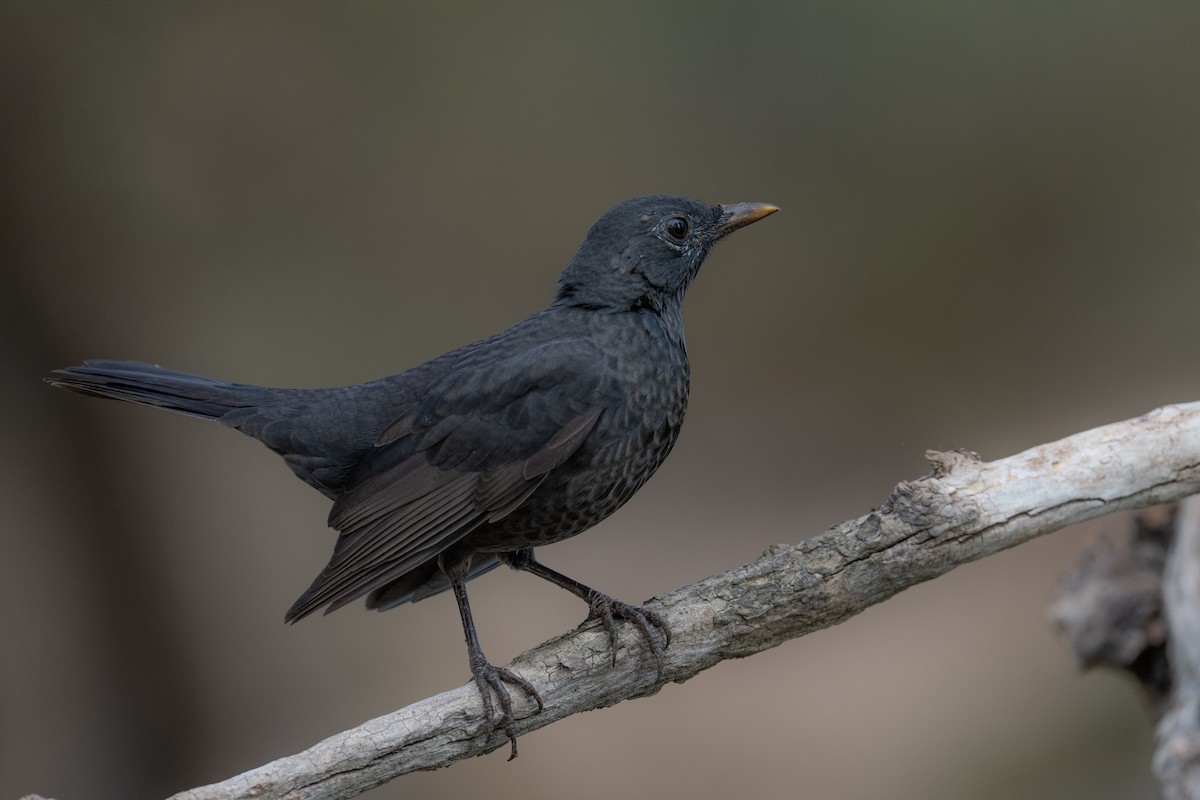Eurasian Blackbird - ML642478944